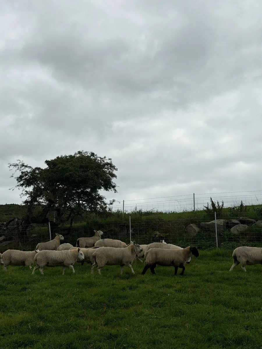 Ewe lambs - Image 2