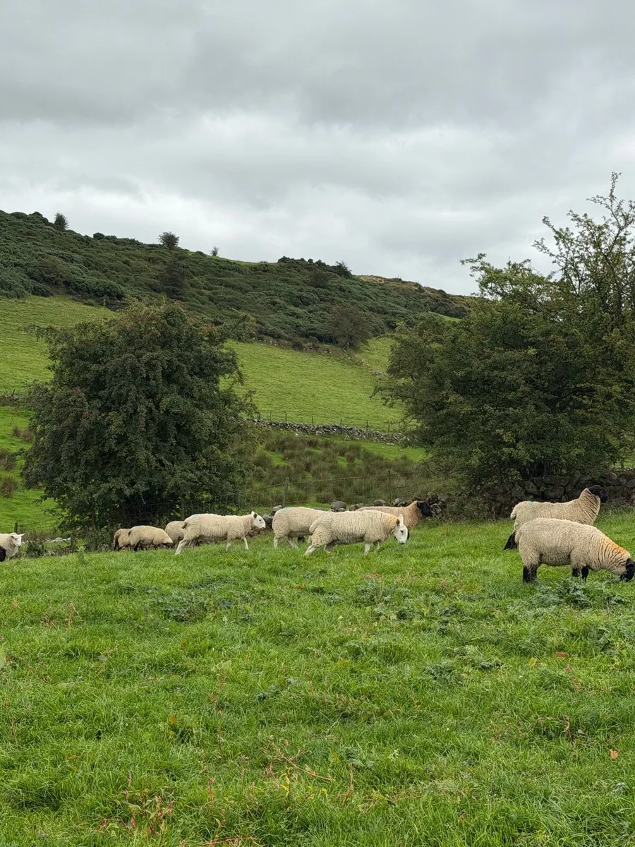 Ewe lambs - Image 3