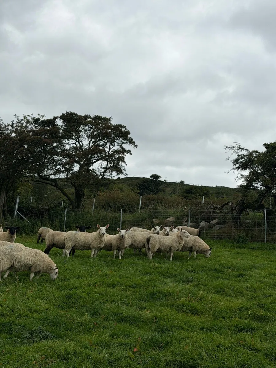 Ewe lambs - Image 4