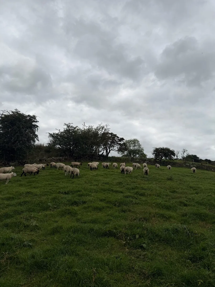 Ewe lambs - Image 1
