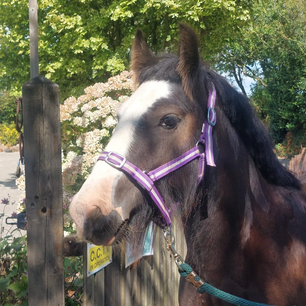 3 year old cob/ super potential - Image 1