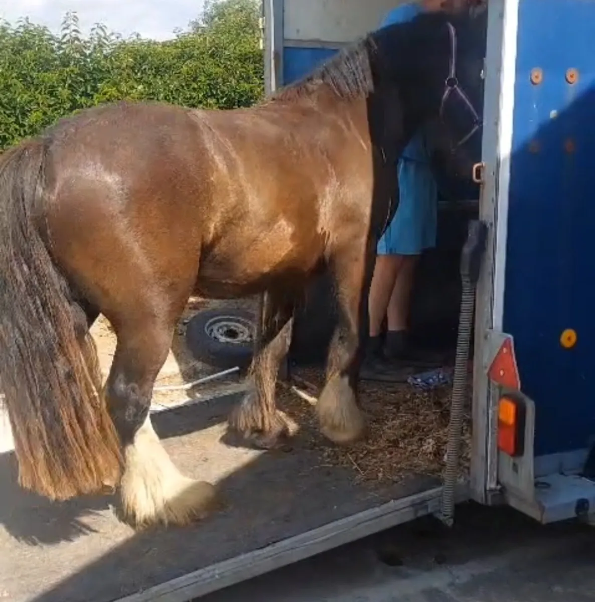 3 year old cob/ super potential - Image 3
