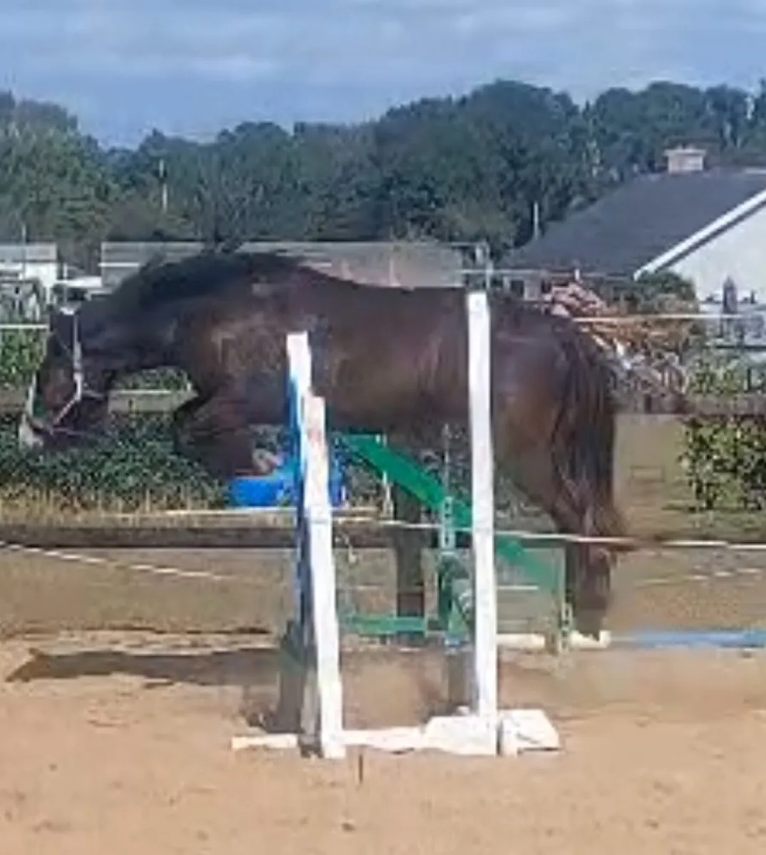 3 year old cob/ super potential - Image 4