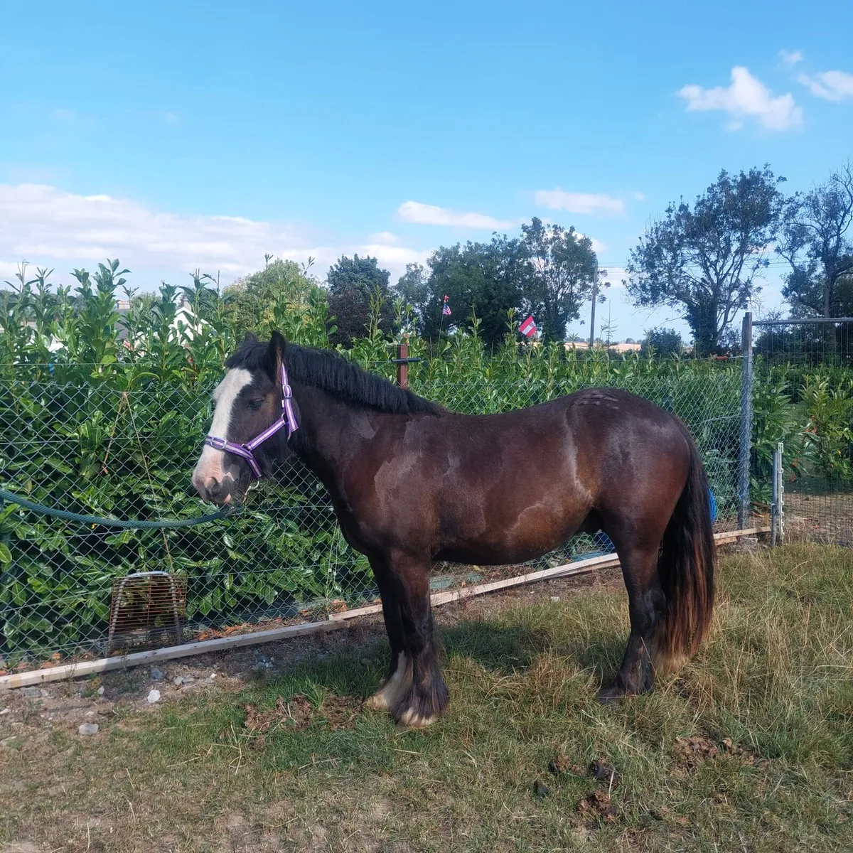 3 year old cob/ super potential - Image 2