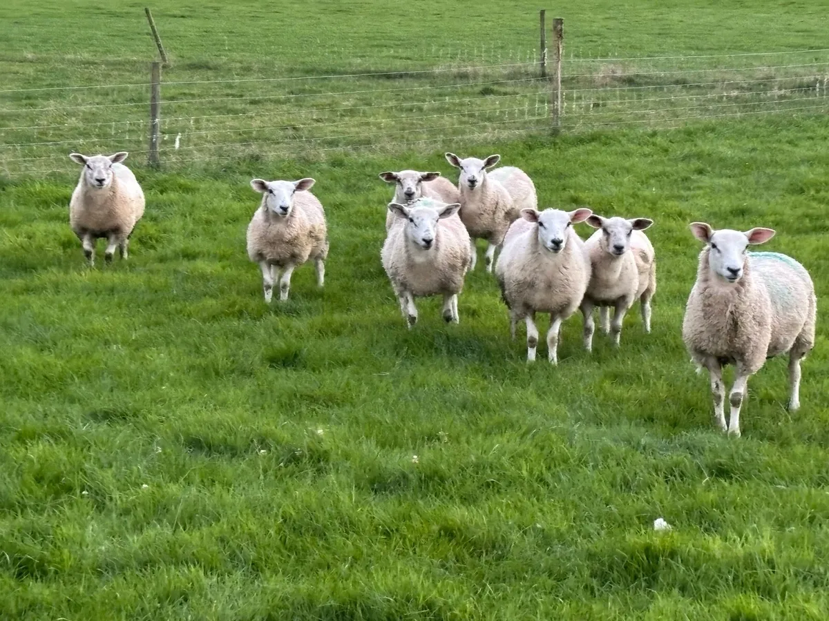Texel cross ewe lambs - Image 3