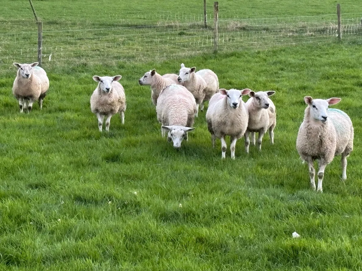Texel cross ewe lambs - Image 4