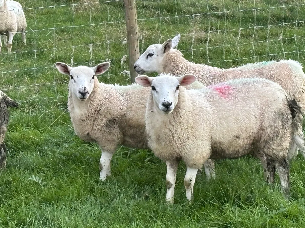 Texel cross ewe lambs - Image 1