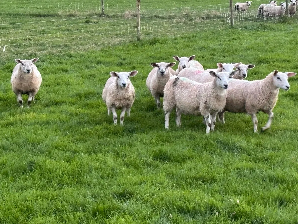 Texel cross ewe lambs - Image 2