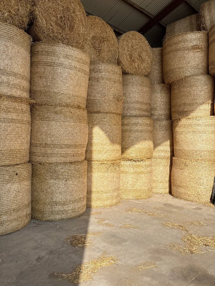 Barley straw - Image 2