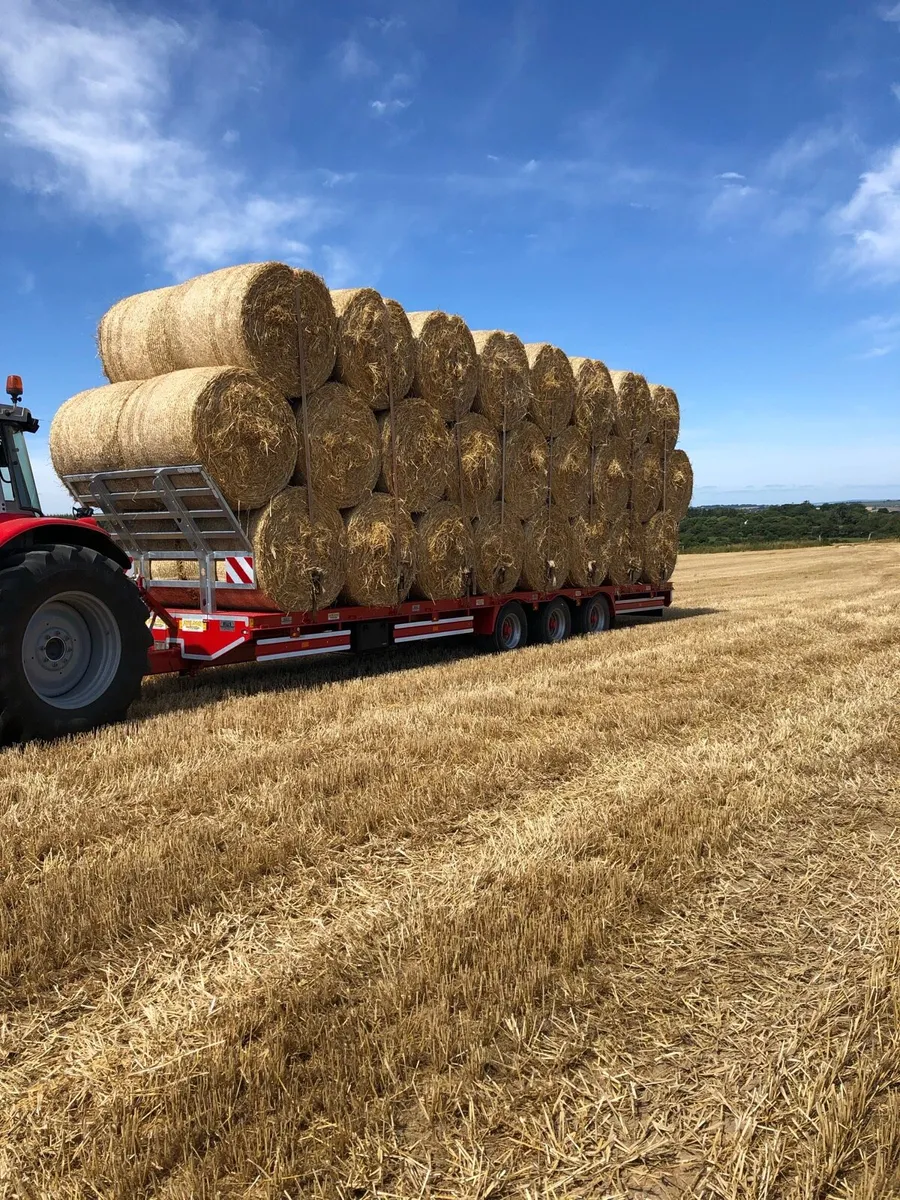 Barley straw - Image 1