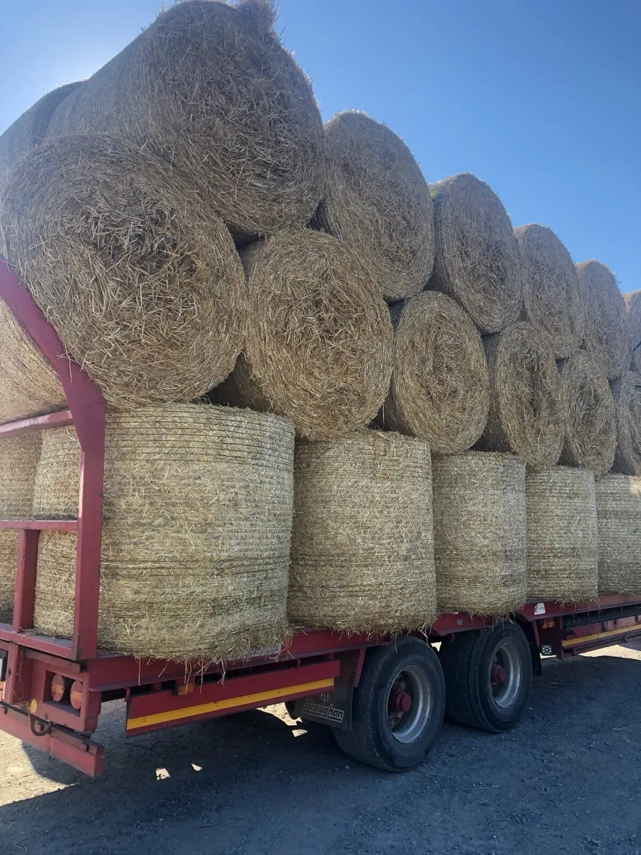 Barley straw - Image 3