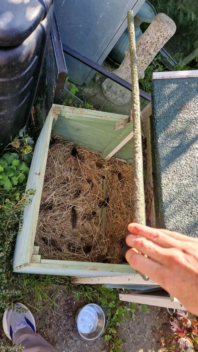 Chicken coup - Image 2