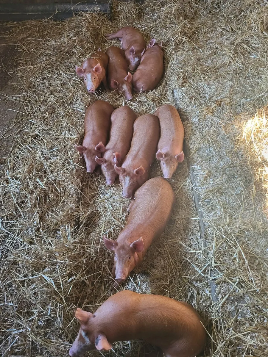 Tamworth weaners - Image 1