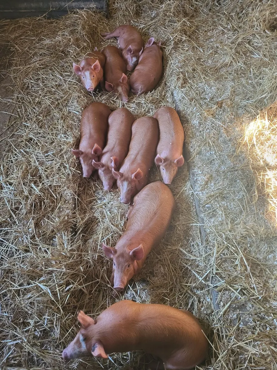 Tamworth weaners - Image 2