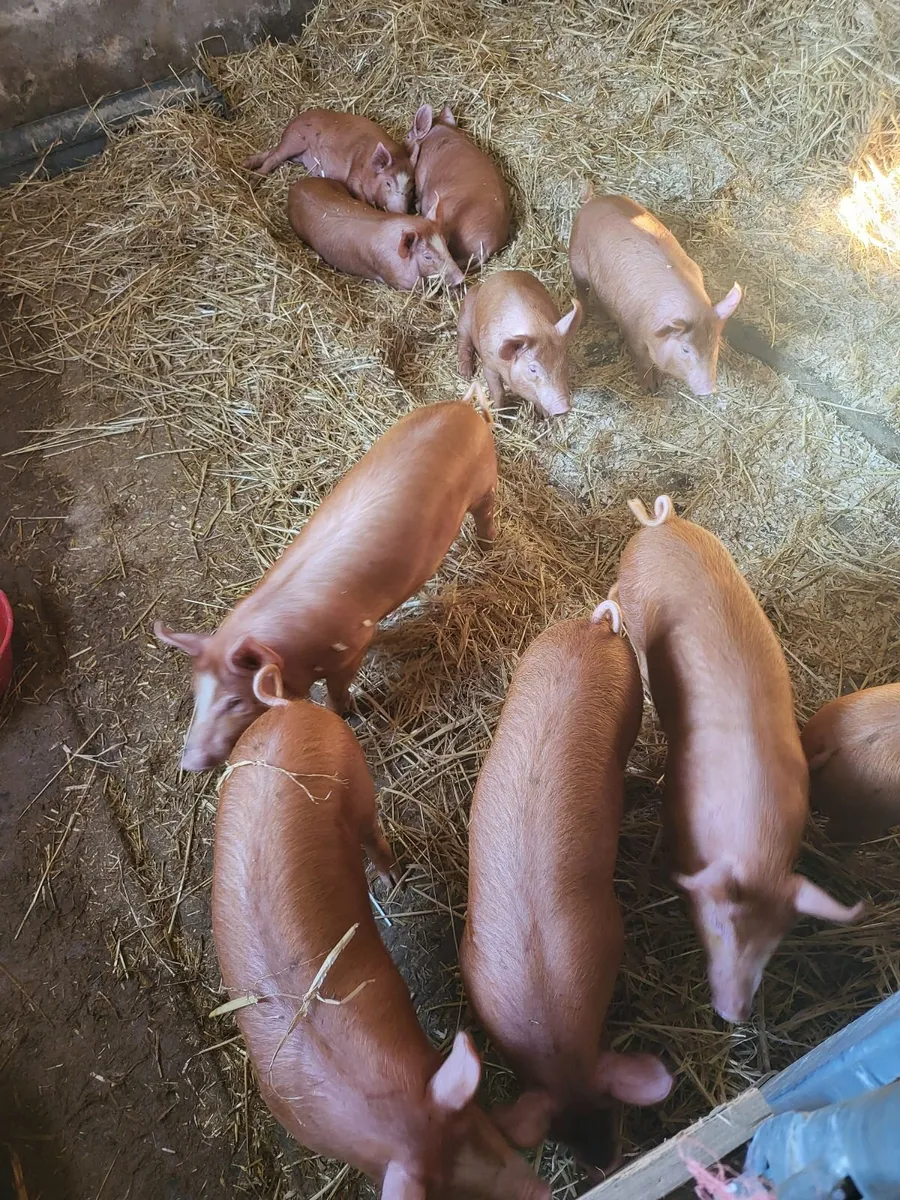 Tamworth weaners - Image 3