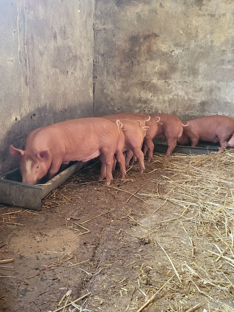 Tamworth weaners - Image 4
