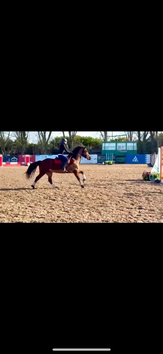 13.3 gelding 8 year old - Image 3
