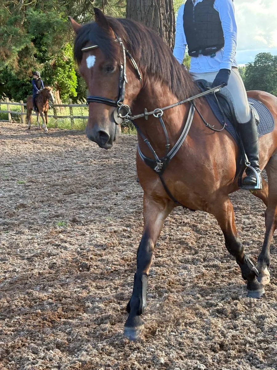 13.3 gelding 8 year old - Image 4