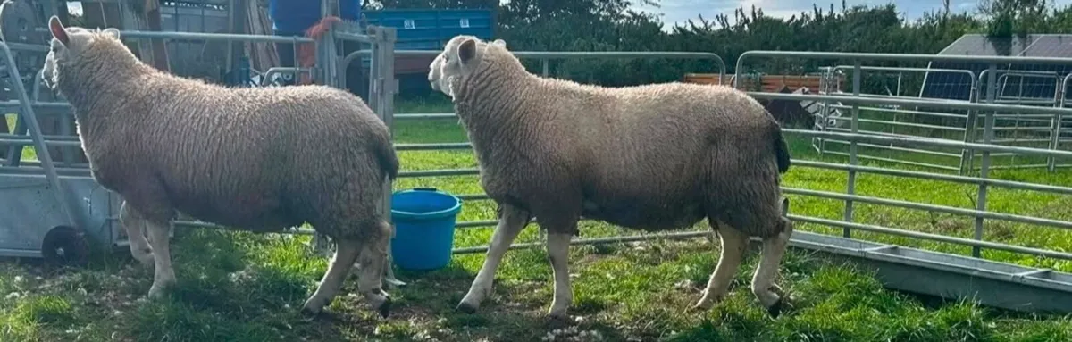 Chartex ram lambs - Image 1