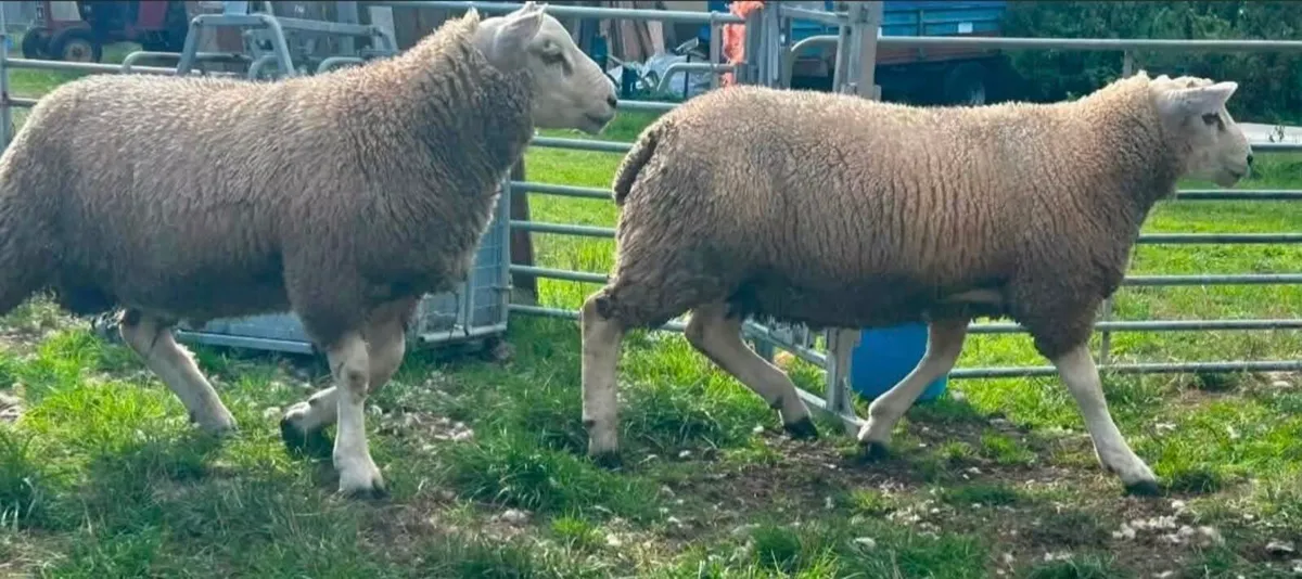 Chartex ram lambs - Image 2