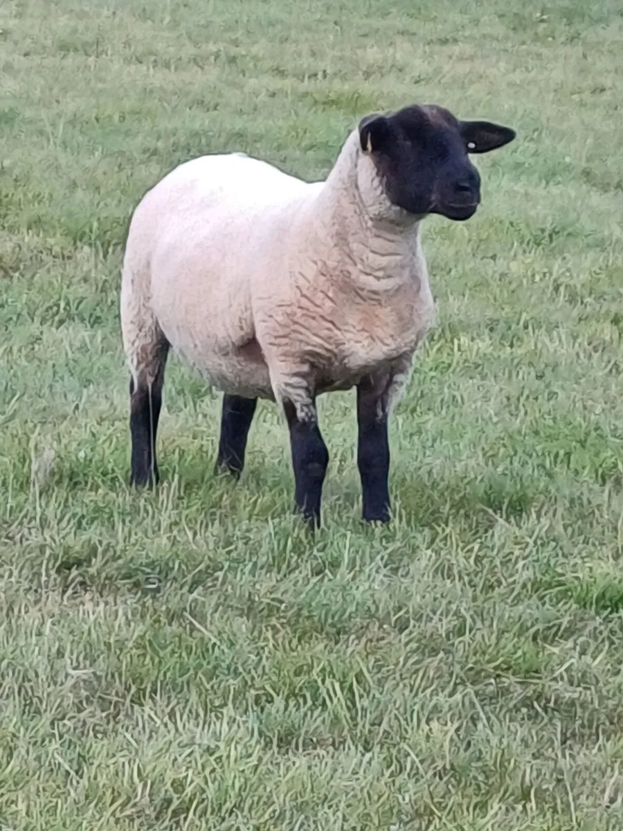 45 Ewe Hoggets - Image 4