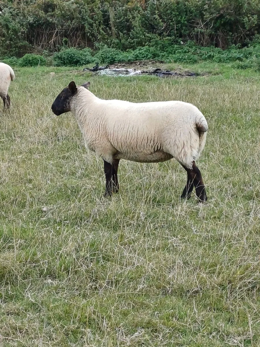 45 Ewe Hoggets - Image 3