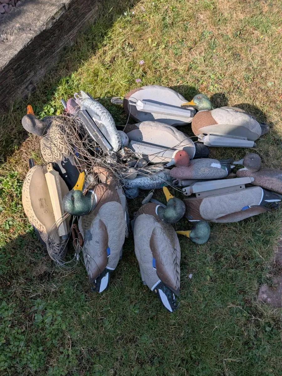 Duck Decoys - Image 1