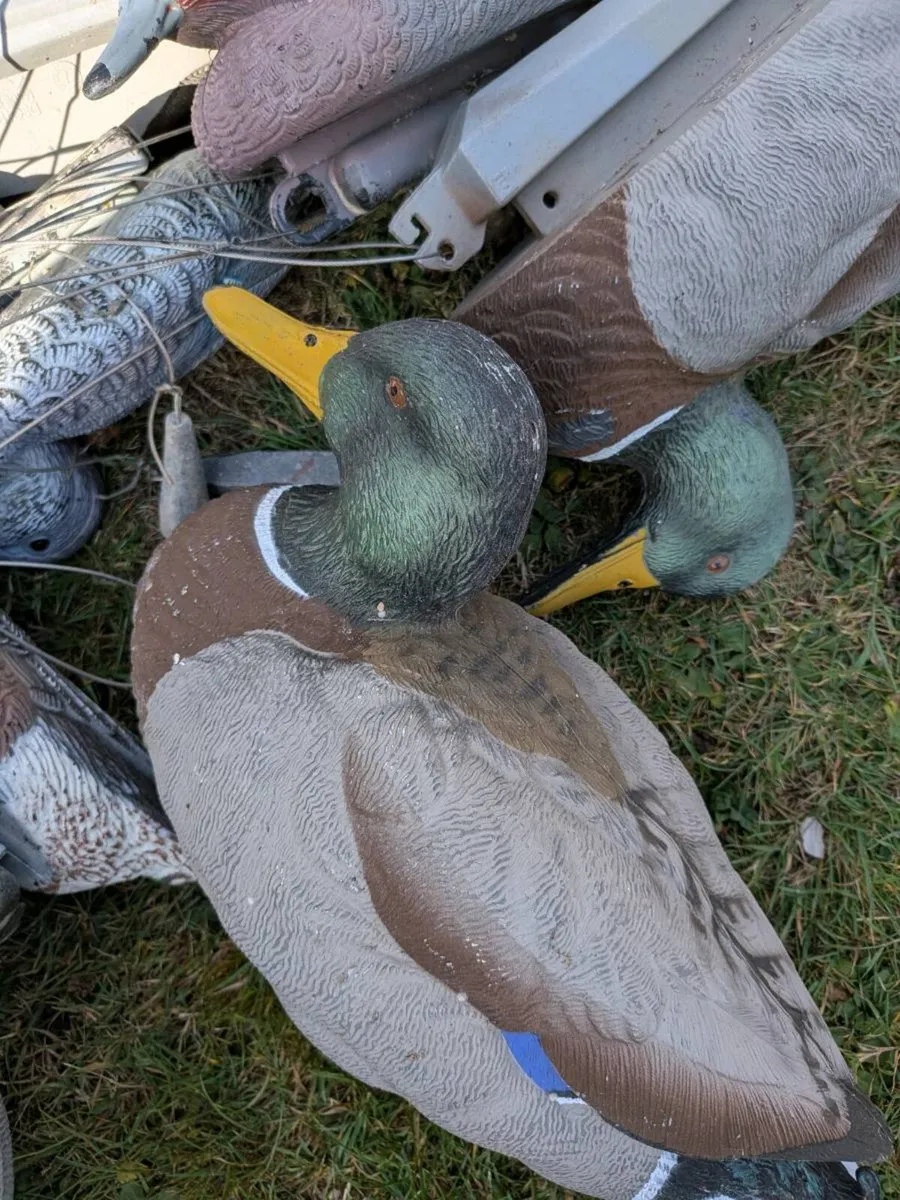 Duck Decoys - Image 2