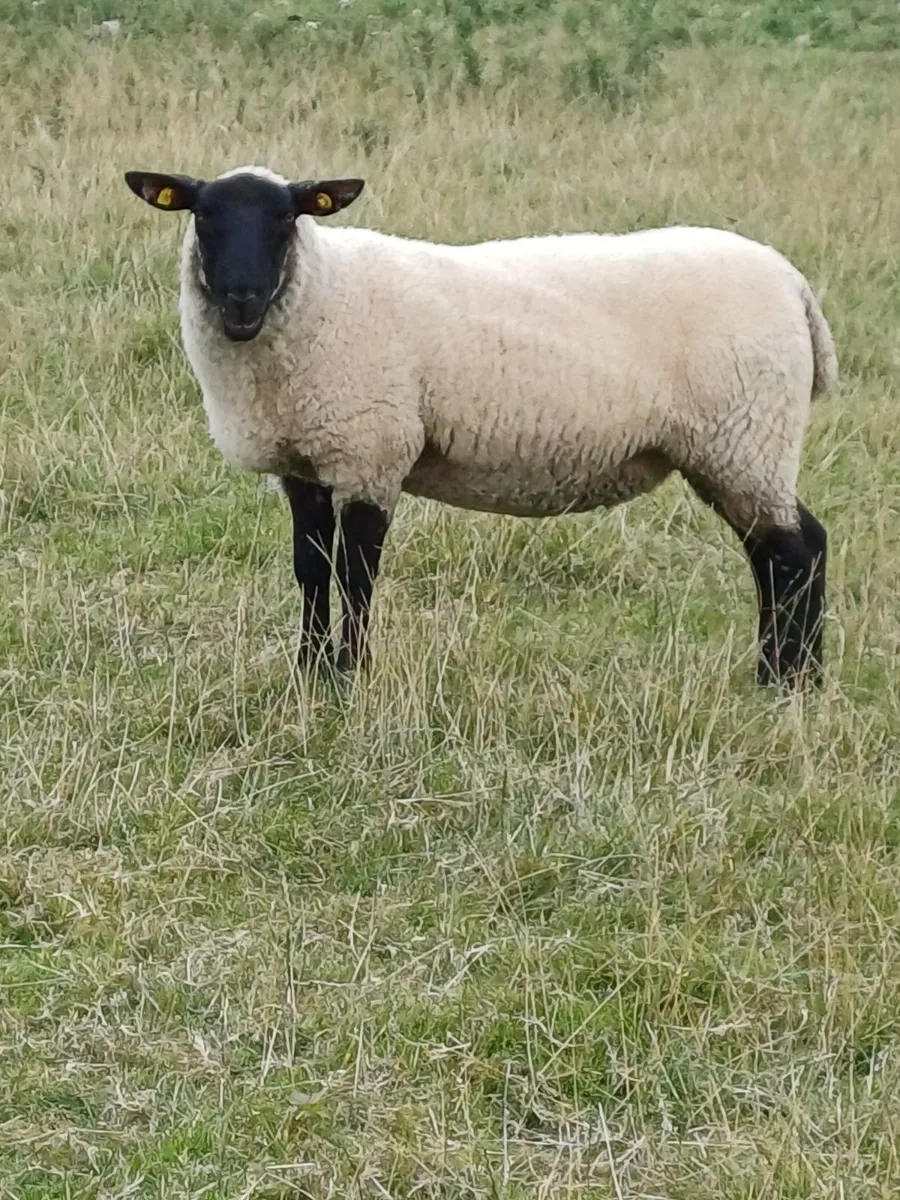 45 Ewe Hoggets - Image 2