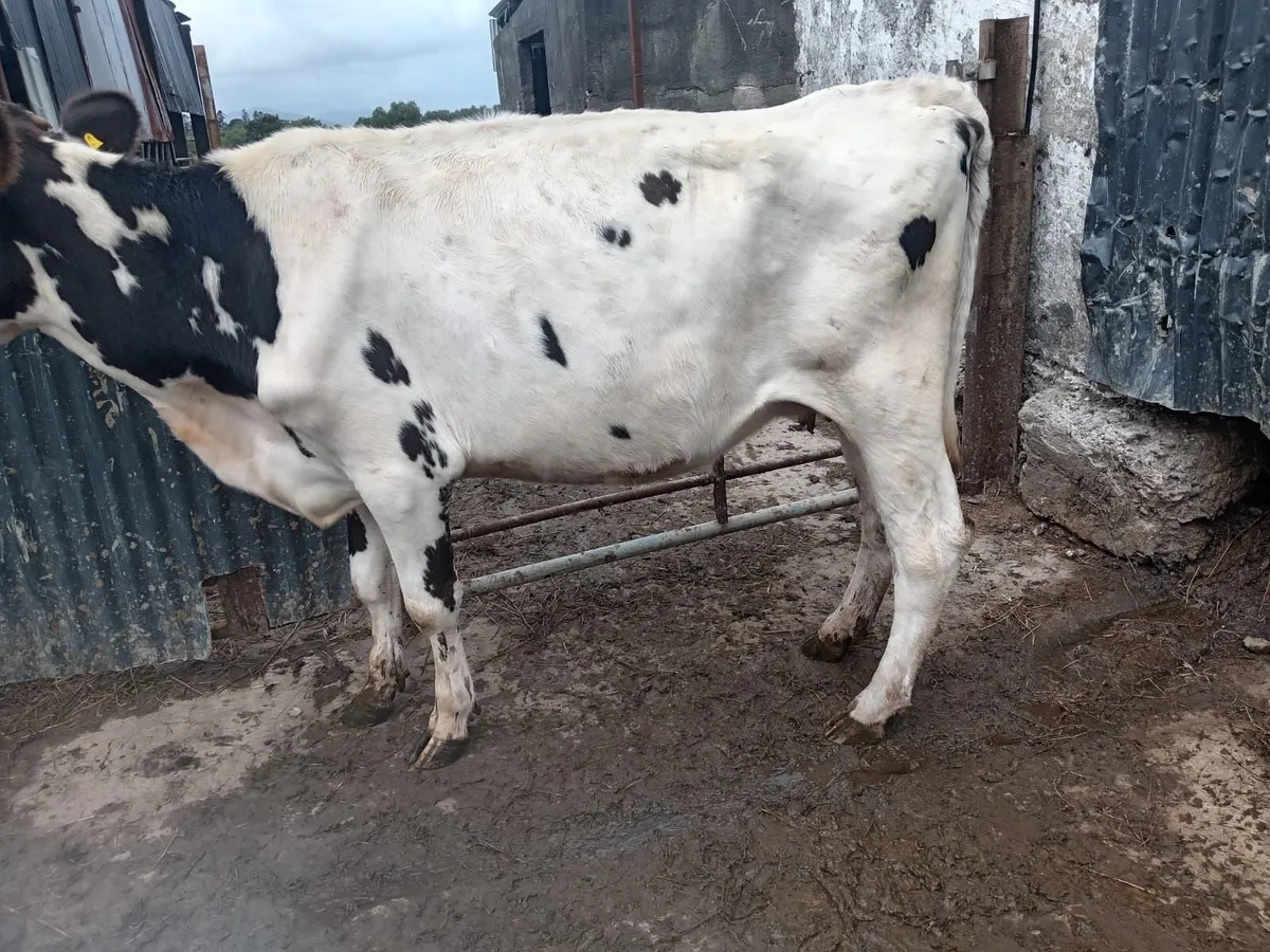 Dairy Sh cow - Image 1