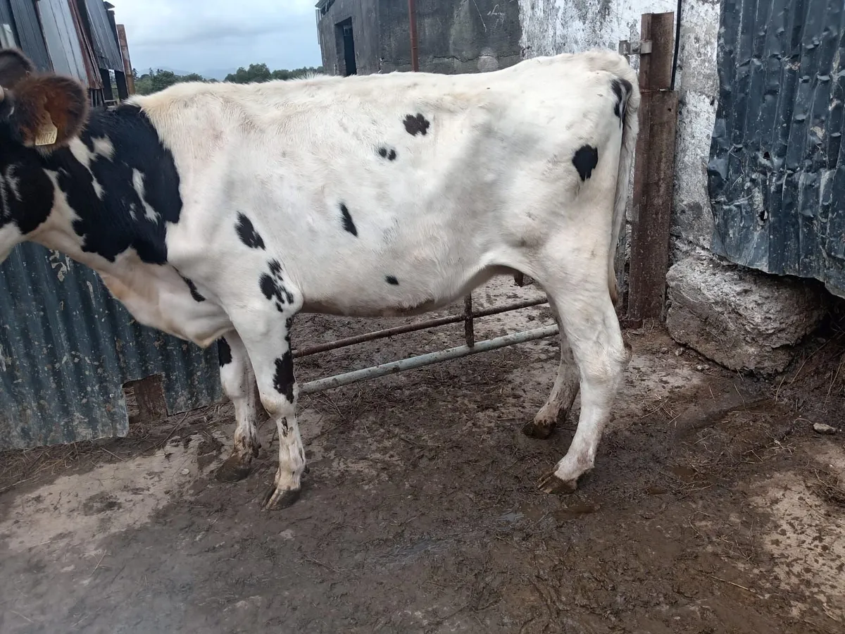 Dairy Sh cow - Image 2