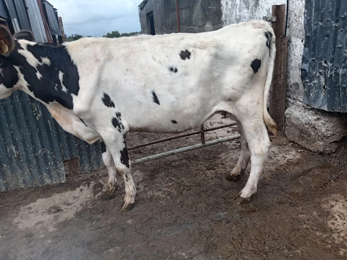 Dairy Sh cow - Image 3