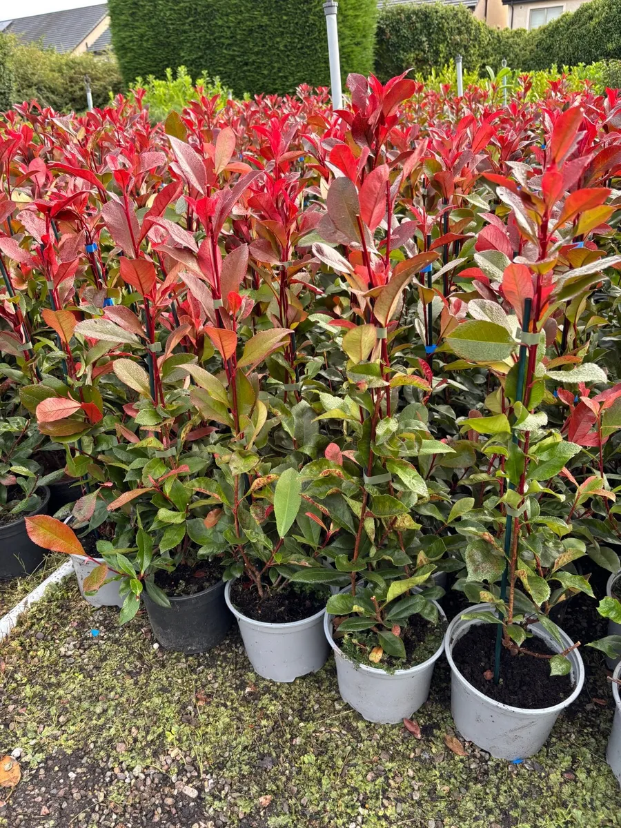 Red robin hedging 2ft - Image 1
