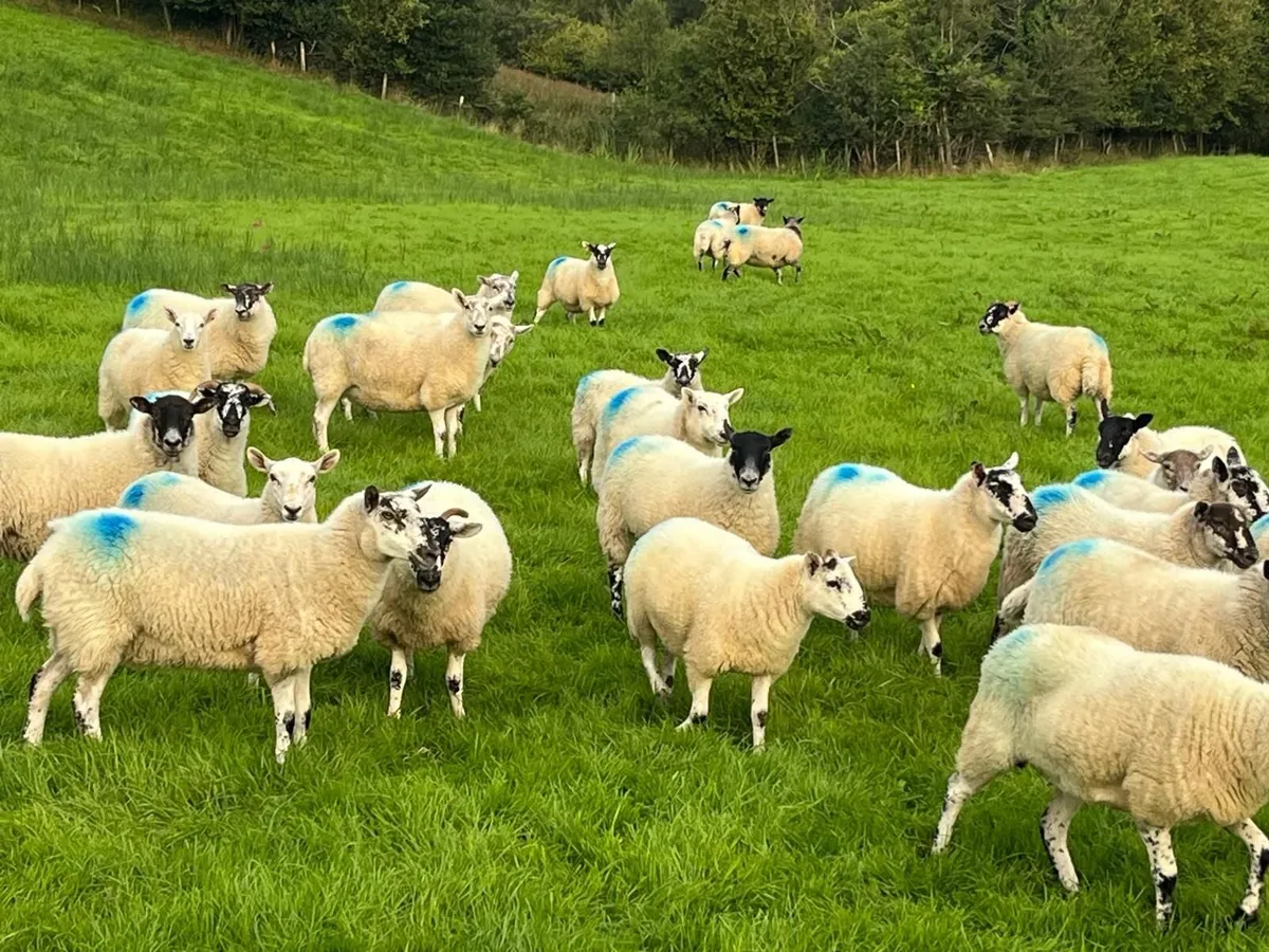 Super Brockie hoggets - Image 2