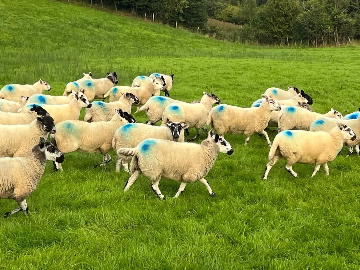 Super Brockie hoggets - Image 3