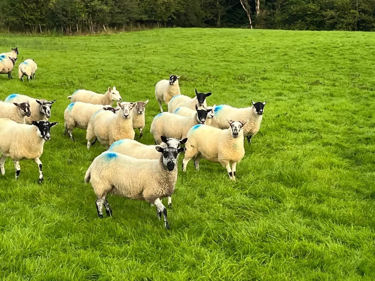 Super Brockie hoggets - Image 4