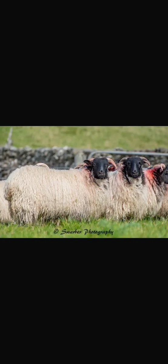 Mayo blackface sheep breeders annual sale - Image 2