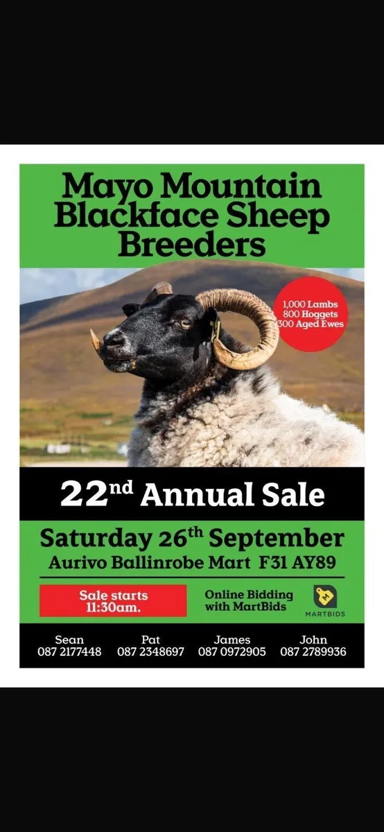 Mayo blackface sheep breeders annual sale - Image 1