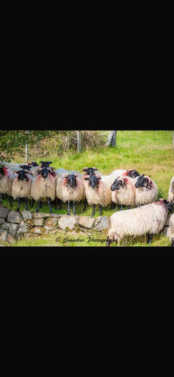Mayo blackface sheep breeders annual sale - Image 4