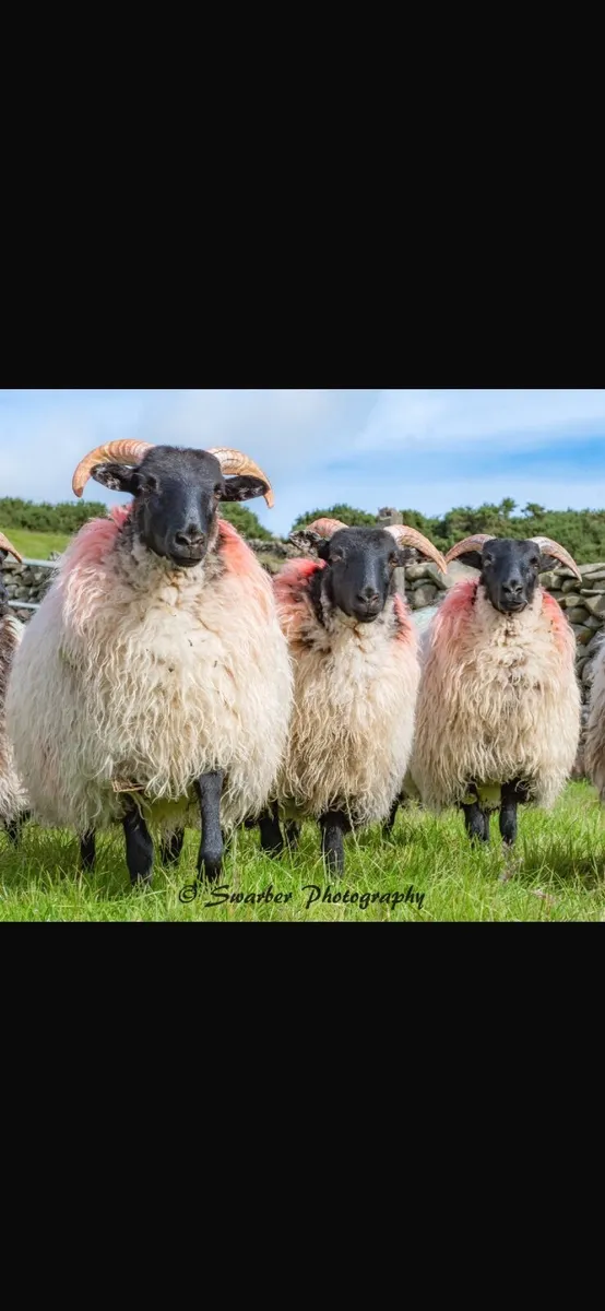 Mayo blackface sheep breeders annual sale - Image 3