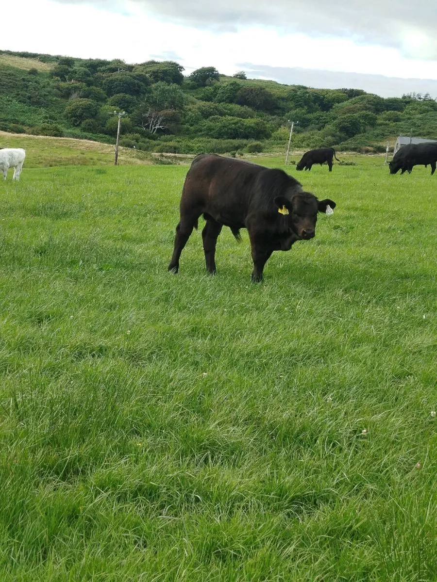 Organic AA weanlings - Image 3
