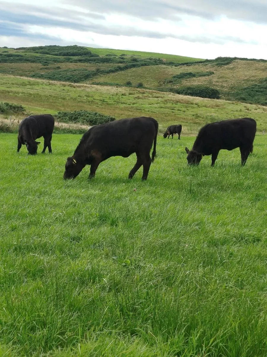 Organic AA weanlings - Image 4