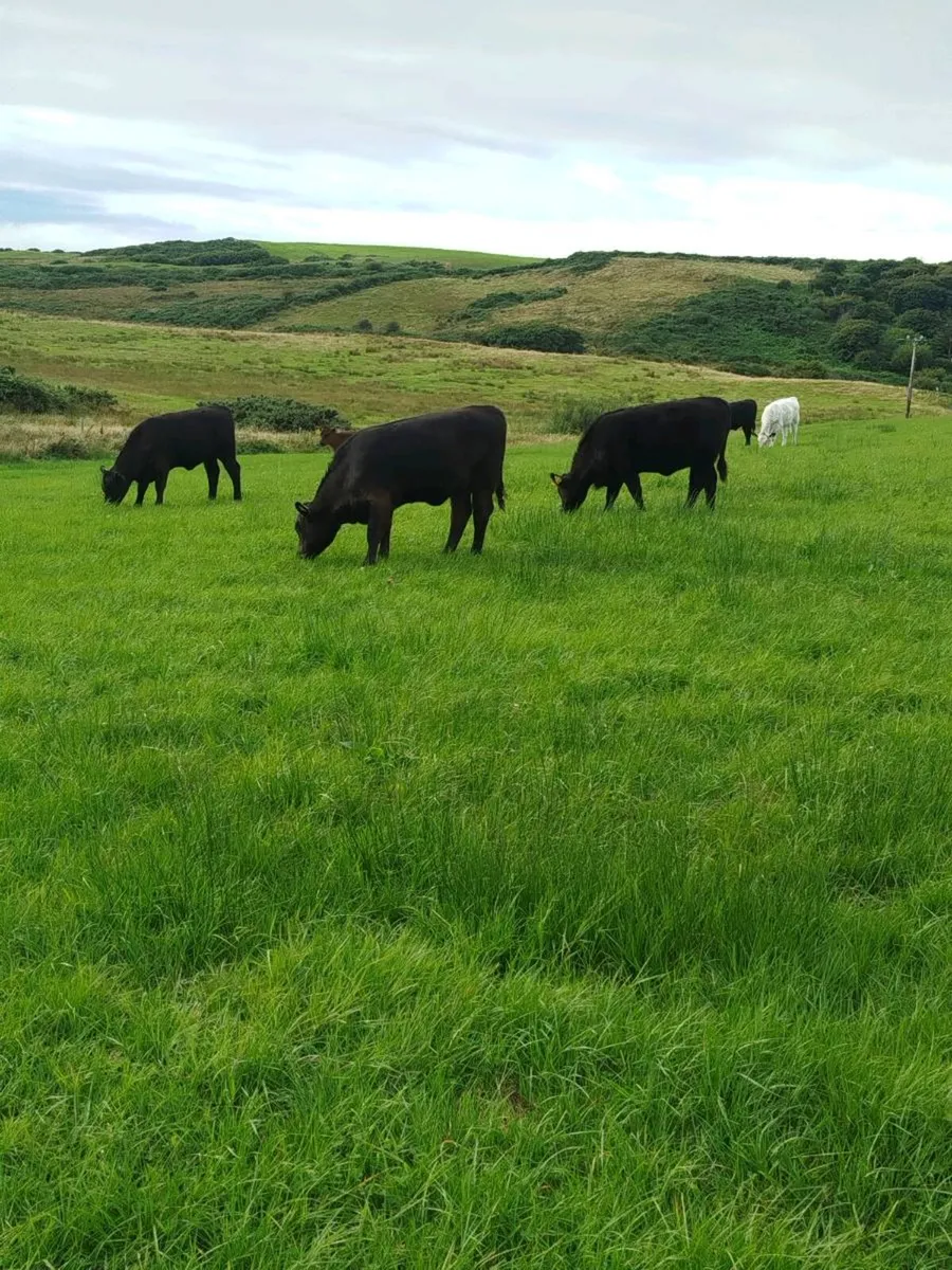 Organic AA weanlings - Image 1