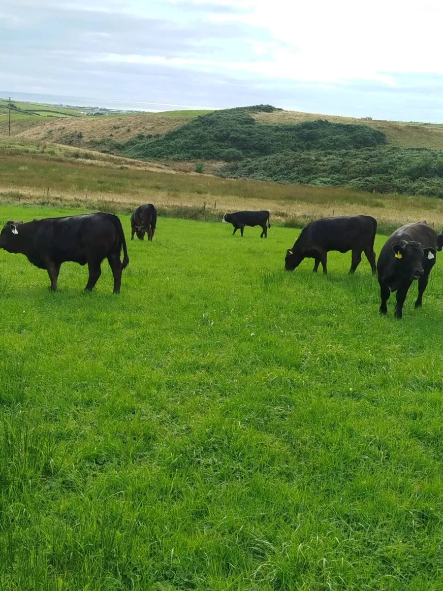 Organic AA weanlings - Image 2