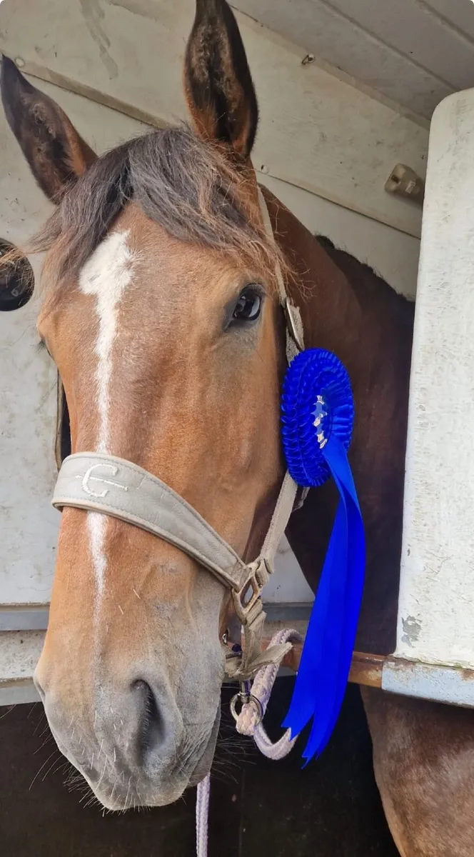 16hh 5yo stunning bay  Irish Draught Mare Dressage - Image 2