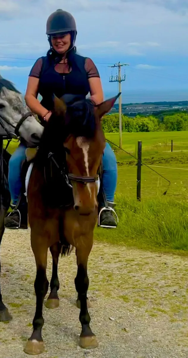 16hh 5yo stunning bay  Irish Draught Mare Dressage - Image 3