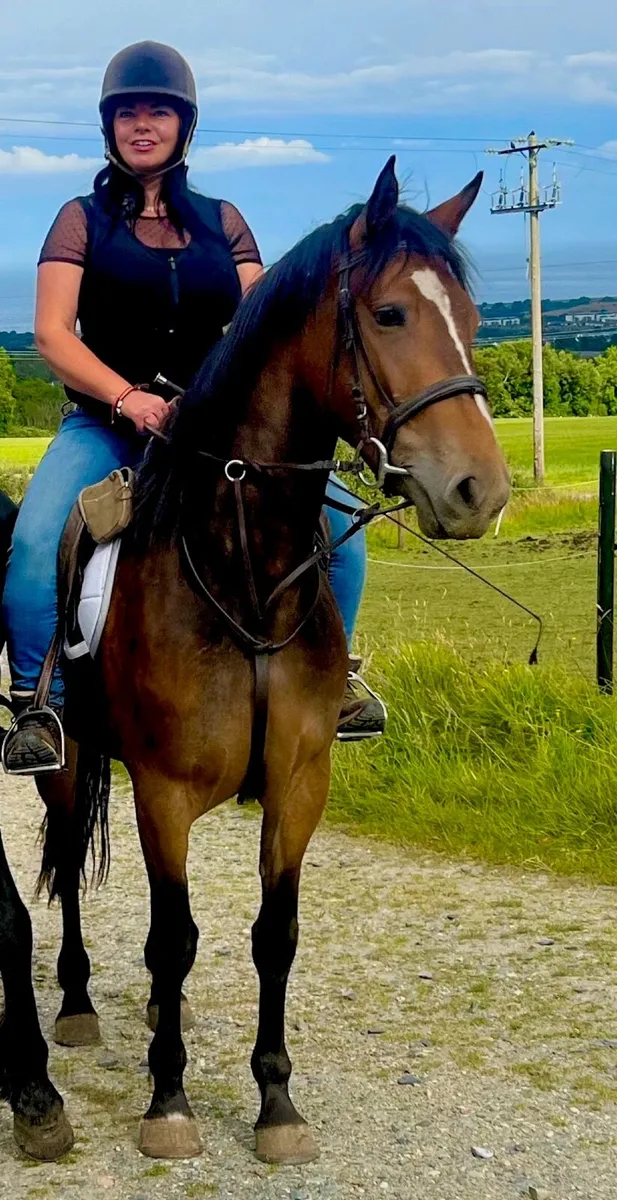 16hh 5yo stunning bay  Irish Draught Mare Dressage - Image 4