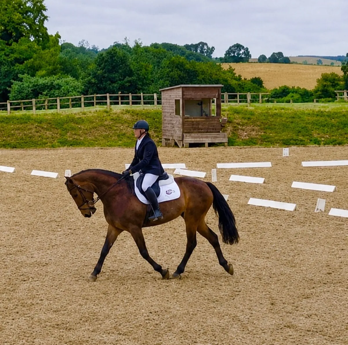 16hh 5yo stunning bay  Irish Draught Mare Dressage - Image 1