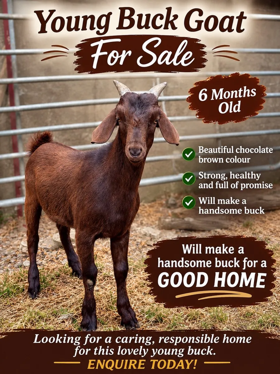 6 month old Buck Goat for Sale - Image 1