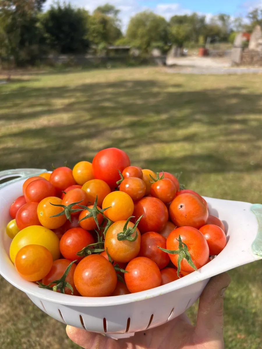 Fresh Irish Tomatoes - Image 1
